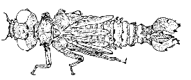 Familia Polythoridae Son odonatos de tamaño mediano (0 a 0 mm), de cuerpo robusto, patas cortas y un tanto gruesas. Las larvas son color pardo oscuro.