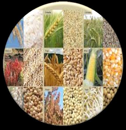 Apoyo Técnico de Cereales Oleaginosas, Forrajeras e