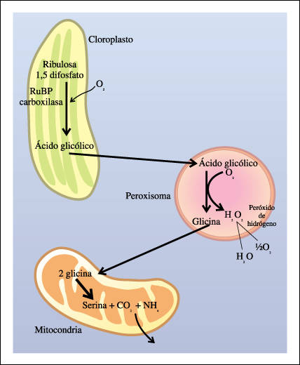 La fotorrespiración es un proceso en el cual la ribulosa fosfato se combina con oxígeno dando como resultado final -después de varios pasos que implican a los cloroplastos, peroxisomas y