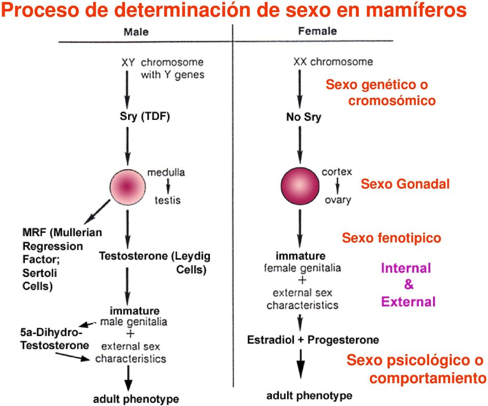 cromosómico Sexo Gonadal Sexo