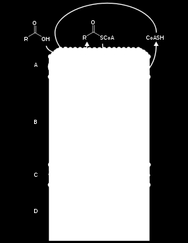 b Entrada de los ácidos grasos activados dentro de la mitocondria Espacio intermembrana Matriz Carnitina