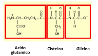 PEPTIDOS DE IMPORTANCIA BIOLOGICA (GLUTATION, VASOPRESINA Y OXITOCINA GLUTATION El glutatión (GSH) es un tripartido que está formado de los aminoácidos: Ácido glutámico, cisteína, y glicina.
