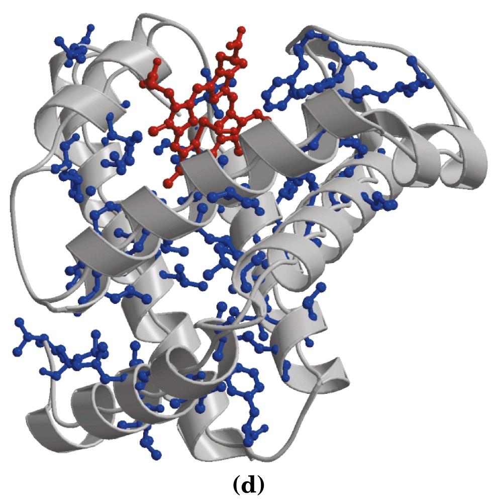 Estructura tridimensional de las proteínas Estructura terciaria Estructura de cintas de la