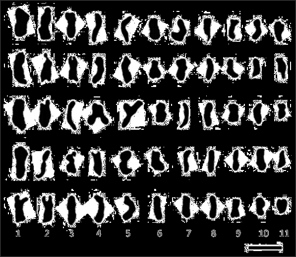 Indicando por lo tanto que el cariotipo es simétrico, debido a la presencia de una mayor cantidad de cromosomas metacéntricos. Figura 10. Microfotografía y cariograma de Opuntia sp. 1. Escala 5 μm.
