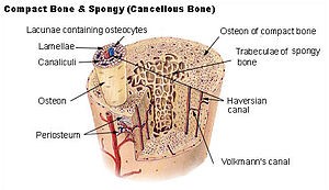 Sabías Que: ESTRUCTURA DEL TEJIDO O SEO El tejido óseo forma parte del tejido conectivo especializado.