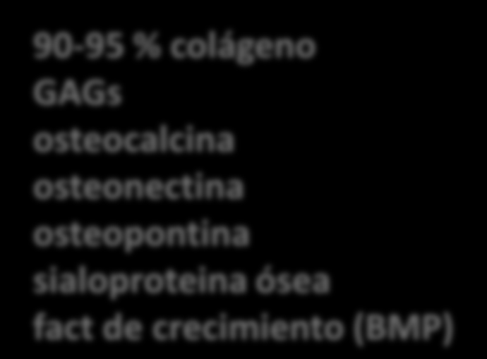 MEC fase orgánica 35% 90-95 % colágeno GAGs osteocalcina osteonectina osteopontina sialoproteina ósea