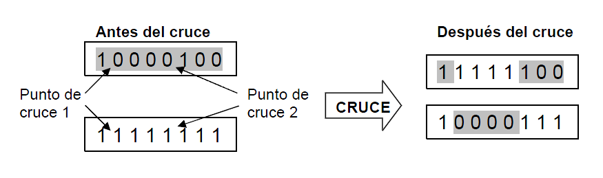 Capítulo 2: Algoritmos Genéticos Ilustración 7: Ejemplo de cruce multipunto de dos puntos Cruces específicos de codificaciones no binarias: Nuestro proyecto utiliza una codificación de números reales.