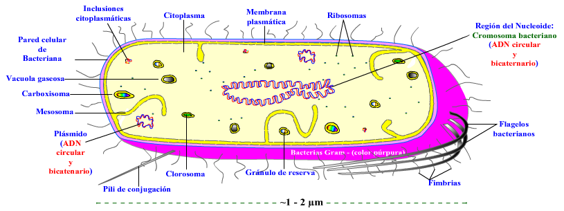 Estructura de Escherichia coli * Ribosomas: Pequeños orgánulos formados por