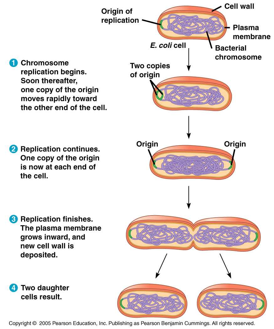 La membrana plasmática se invagina y la pared bacteriana crece hasta formar un tabique transversal