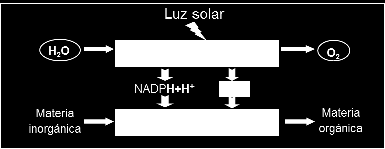 5.5.5.2. ETAPAS DE LA FOTOSÍNTESIS Y SU LOCALIZACIÓN La fotosíntesis se puede dividir en dos fases: fase dependiente de la luz y fase no dependiente de la luz.