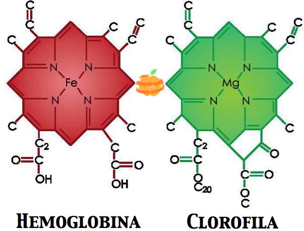 La clorofila es el más importante de los pigmentos fotosintéticos.