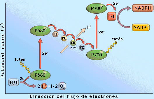 Reacciones dependientes de luz: Fotofosforilación no cíclica DP/PAU Los e- liberados por la clorofila a del PSII entran en la cadena de transporte de electrones tilacoidal, siendo captados en primer