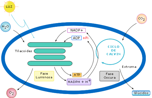 Reacciones independientes de la luz DP/PAU Ocurre en el estroma de los cloroplastos.