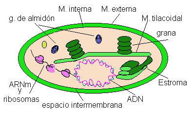 HABILIDAD: Relación estructura-función del cloroplasto DP/PAU Al igual que ocurría con la mitocondria, la estructura del cloroplasto está adaptada a la función que desempeña en la fotosíntesis.