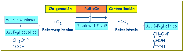 Fotorrespiración PAU La enzima RuBisCO también puede catalizar la unión de O 2 a la RuBP, en un proceso que desprende CO 2 y que se conoce como