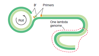 Toxinas Replicación de lambda por el círculo rodante La hebra verde oscuro desenrolla, se está replicando en su extremo