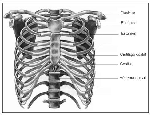 Clase 2 Caja torácica La caja torácica es una estructura ósea que encierra y protege los órganos del tórax y de la región superior del abdomen, y provee soporte para los huesos del hombro y de los