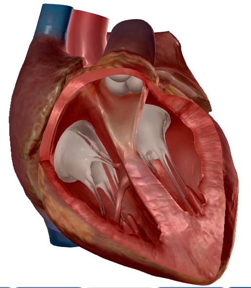 Anatomía interna de los ventrículos Vena cava superior Aurícula derecha Aorta Arteria pulmonar Aurícula izquierda Válvula