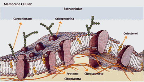 LÍPIDOS Fosfolípidos y membranas Los