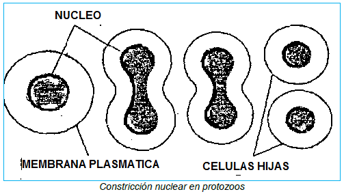ordenan en el ecuador de la célula, alineados. Anafase: El huso mitótico se acorta, haciendo que las cromátidas hermanas se separen y queden ubicadas en polos celulares opuestos.