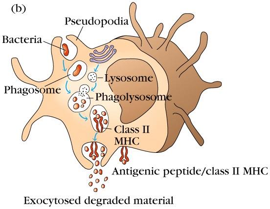 Fases de la Fagocitosis En