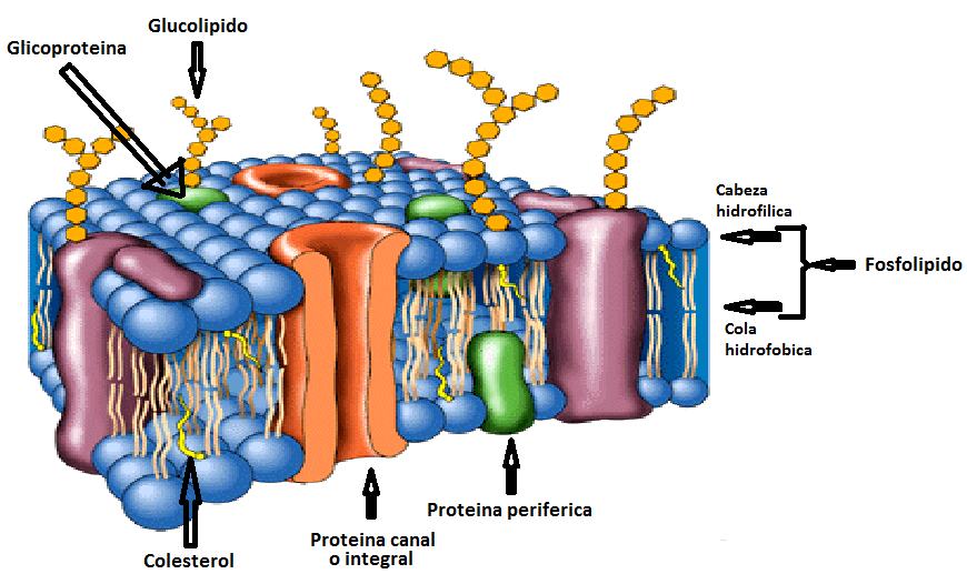 7 La célula Es la unidad estructural más importante del cuerpo. Membrana celular: Es una barrera física que separa el interior de la célula con el exterior.