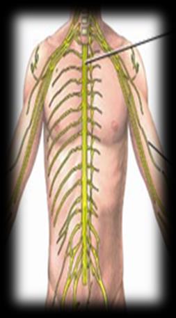 Nervioso * Central : cerebro y medula espinal *