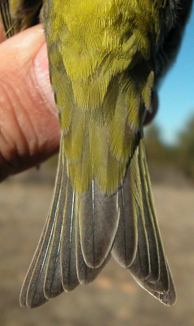 ESPECIES SIMILARES De las especies con colores verdes y amarillos el verderón tiene también amarillo en las plumas de la cola, pero es de un tamaño mucho mayor (14-15 cm.