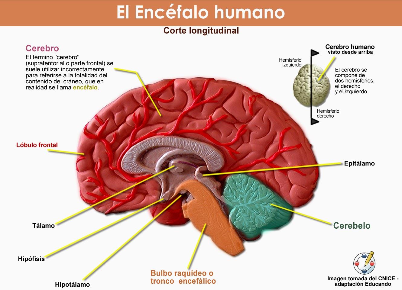 División del sistema nervioso (I) - Longitudinalmente - Hemisferio derecho - Hemisferio izquierdo - Cerebro - Transversalmente - Cerebelo - Bulbo raquídeo o
