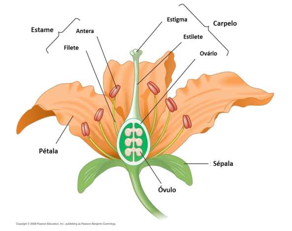 La flor esta compuesta por cuatro tipos de hojas estructural y fisiológicamente modificadas para producir y proteger los gametos.