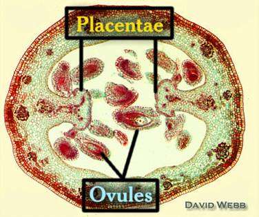 Ovario Epidermis externa e interna. Parenquima Haz conductor con hacecillos laterales hacia la placenta, los funículos y rudimentos seminales.