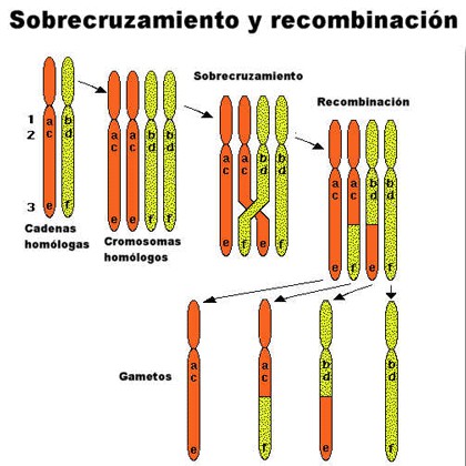 Metafase I Los bivalentes (parejas de cromosomas