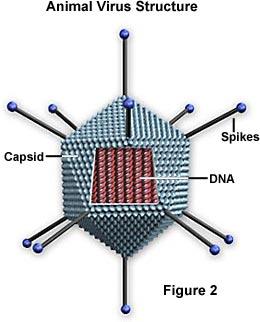 Otros modelos de organización no celular: los virus y los priones Los virus son parásitos