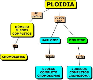 Cada célula de un ser vivo contiene 2 juegos completos de cromosomas (cada juego procede de un progenitor). Poseer los 2 juegos es denominado como diploide.