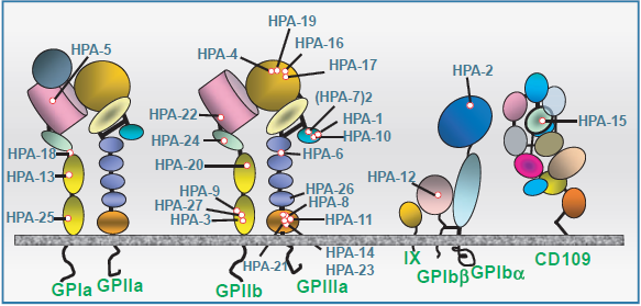 Antígenos plaquetarios HPA Son las porciones polimórficas de las glicoproteínas (GPs) de la membrana plaquetaria capaces de generar una respuesta inmune en individuos susceptibles al ser expuestos