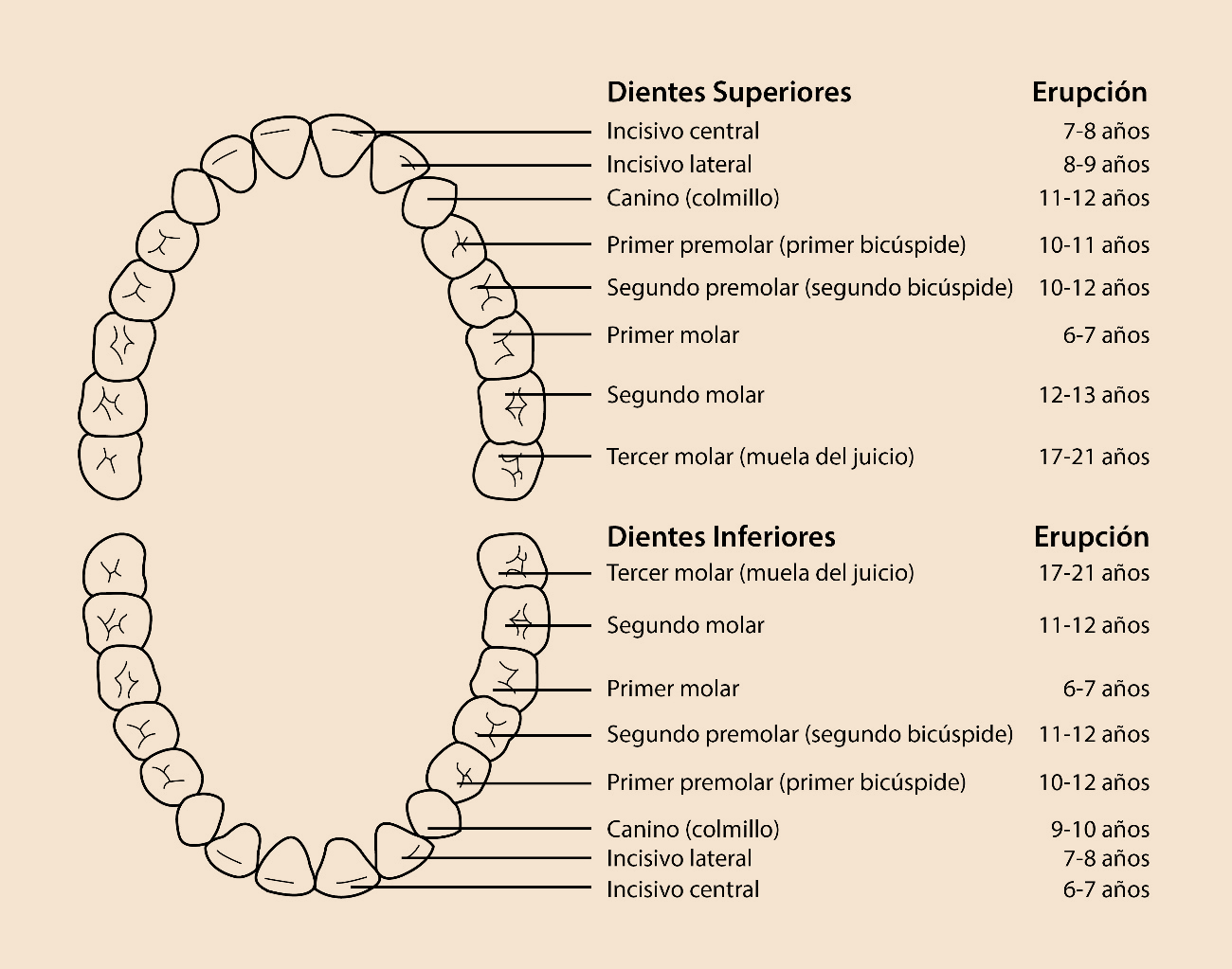 Figura 11. Erupción Dental permanente. Tomado de Jada. 2006 61 1.4.