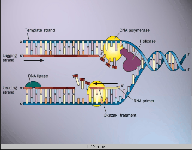 EL ADN es la molécula que permite perpetuar la vida: