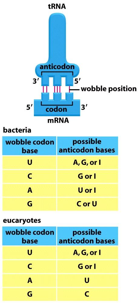 Interacción codón-anticodón la 3ª posición puede no presentar apareamiento W-C