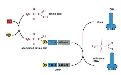 a. Aminoacilación del trna 1. Formación de aminoacil-adenilato 2. Síntesis de aminoacil-trna 1 ATP! Antes de su unión al trna el aminoácido debe ser activado.