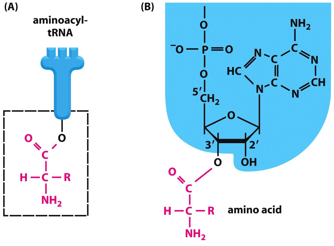 Cómo está unido el aminoácido al trna?