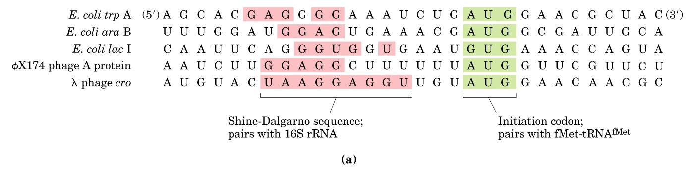 En procariontes, el reconocimiento del sitio de inicio de la traducción se basa en la interacción entre el rrna 16S y la