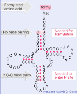 En procariontes existen dos trna de metionina, uno iniciador y otro alargador El fmet-trna iniciador tiene
