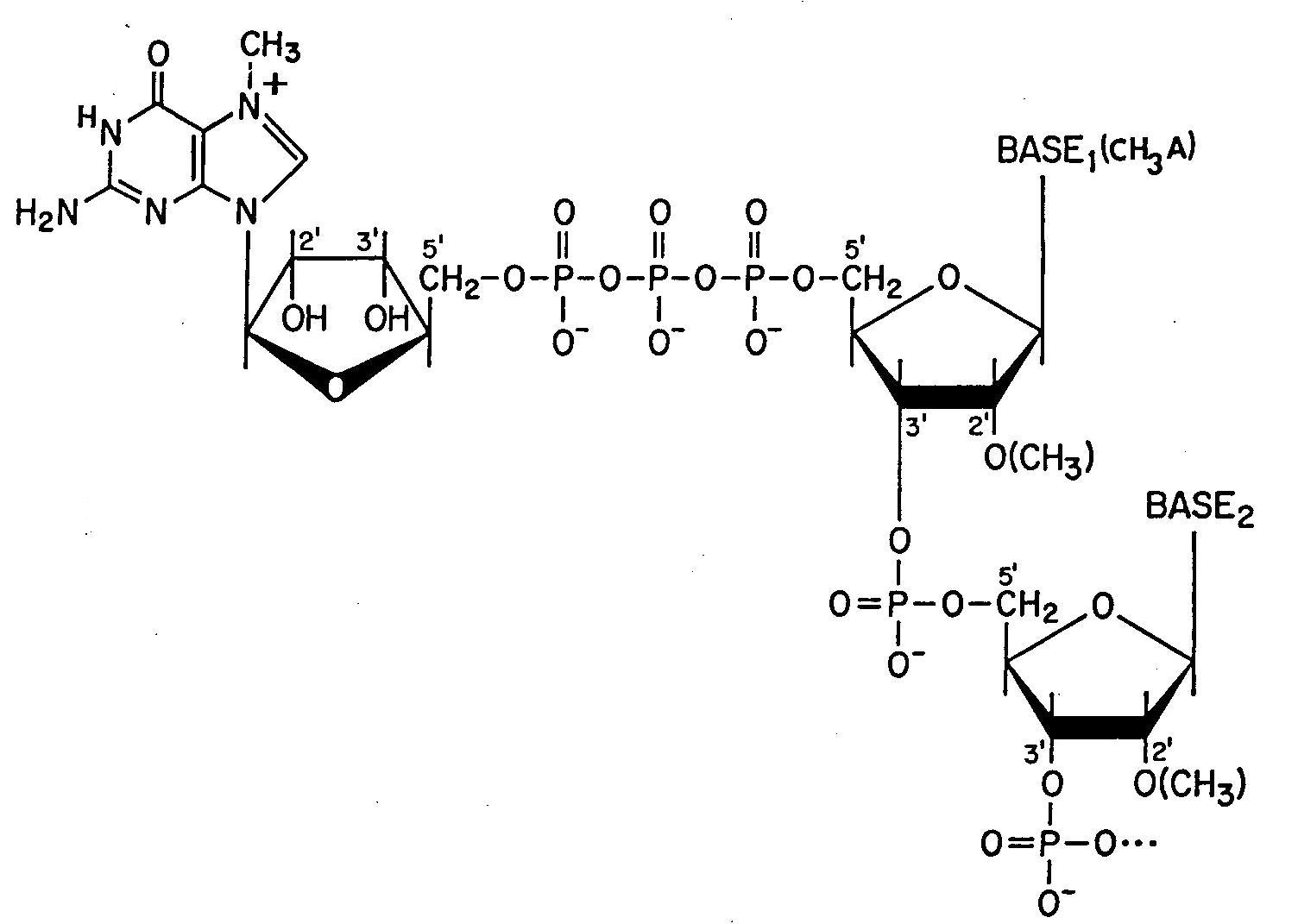 En eucariontes, el mrna que se va a traducir es reconocido por el CAP ( 7 mgpppg) Otras modificaciones del CAP implican la metilación en los 2 OH
