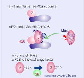 En eucariontes, eif2 GTP se une a trna-met El eif3 mantiene disociada a la subunidad ribosomal 40S eif2 GTP El eif2 + GTP une Met-tRNA al