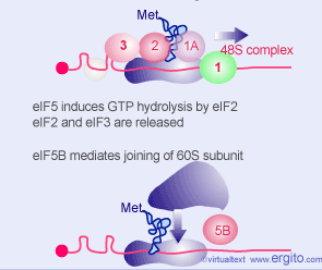 El complejo 48S escanea la región 5 UTR hasta encontrar el primer AUG en contexto apropiado eif1 y eif1a permiten que se realice el escaneo eif5 induce hidrólisis de GTP por eif2 eif2