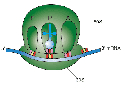 c. Alargamiento En procariontes ribosoma mrna trnas-aa