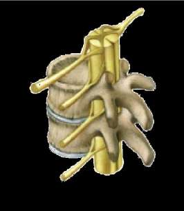 MÉDULA ESPINAL Médula espinal Vértebras Nervios