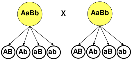 Resultats esperats a la F2 segons cada hipòtesi Si els al lels es mantenen junts, els individus heterozigots de la F1 produiran dos tipus de gàmetes, mentre que si els al lels es combinen