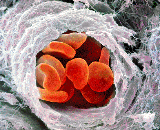 Imágenes de tejido sanguíneo