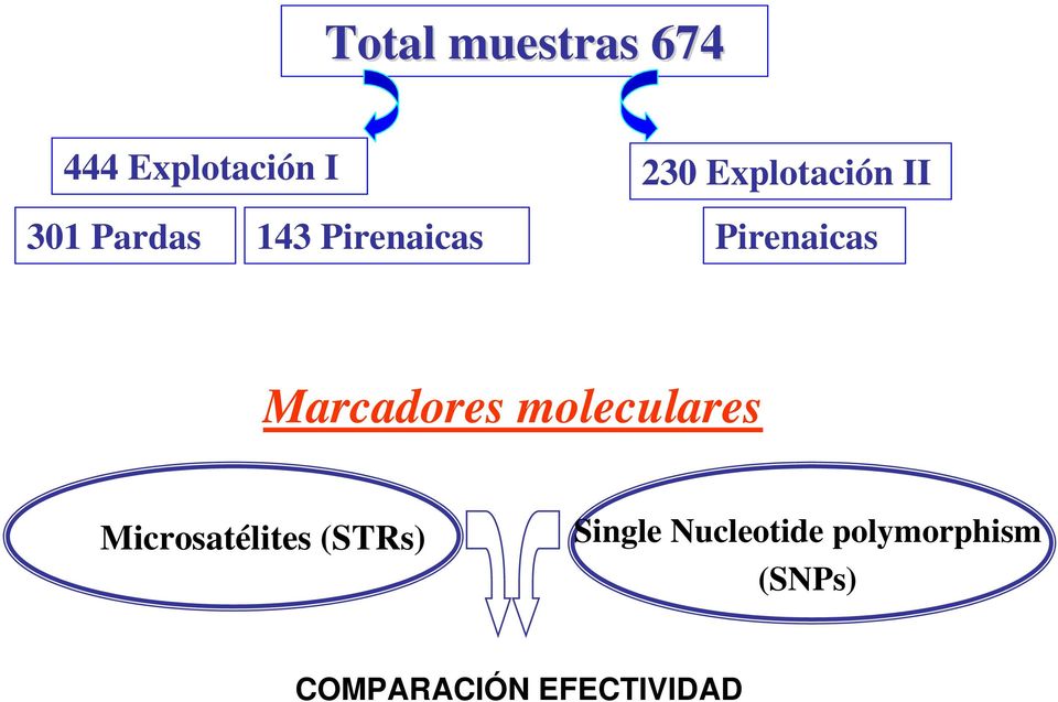 Pirenaicas Marcadores moleculares Microsatélites